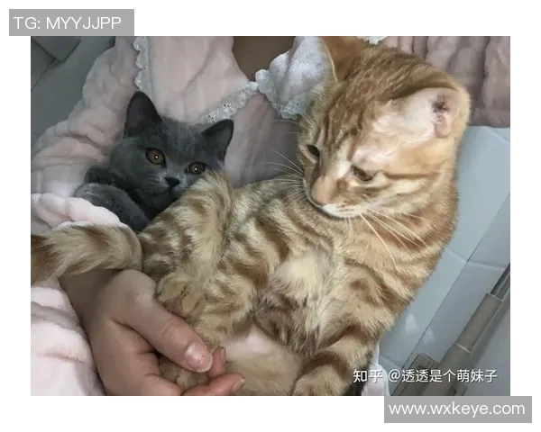足球场上的猫咪爱好者揭秘那些热爱猫咪的足球明星们的趣事与故事
